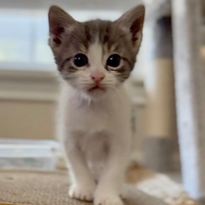 Enlarge McDreamy, a Adoptable Domestic Short Hair in Boerne, TX image 1/6