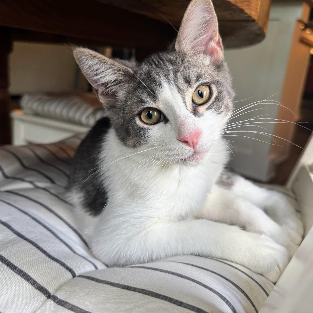 Enlarge McDreamy, a Adoptable Domestic Short Hair in Boerne, TX image 2/6