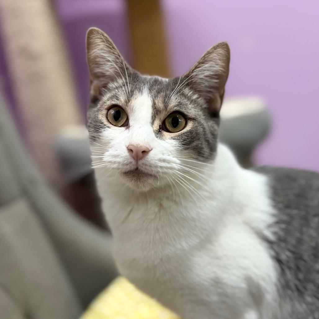 Enlarge McDreamy, a Adoptable Domestic Short Hair in Boerne, TX image 3/6