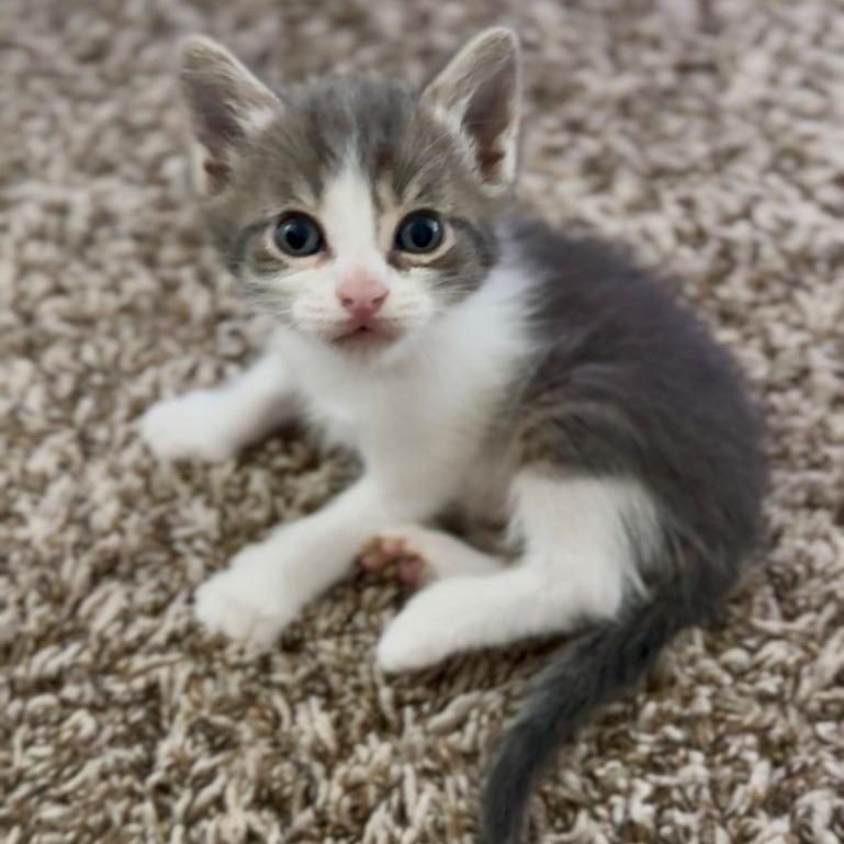 Enlarge McDreamy, a Adoptable Domestic Short Hair in Boerne, TX image 5/6