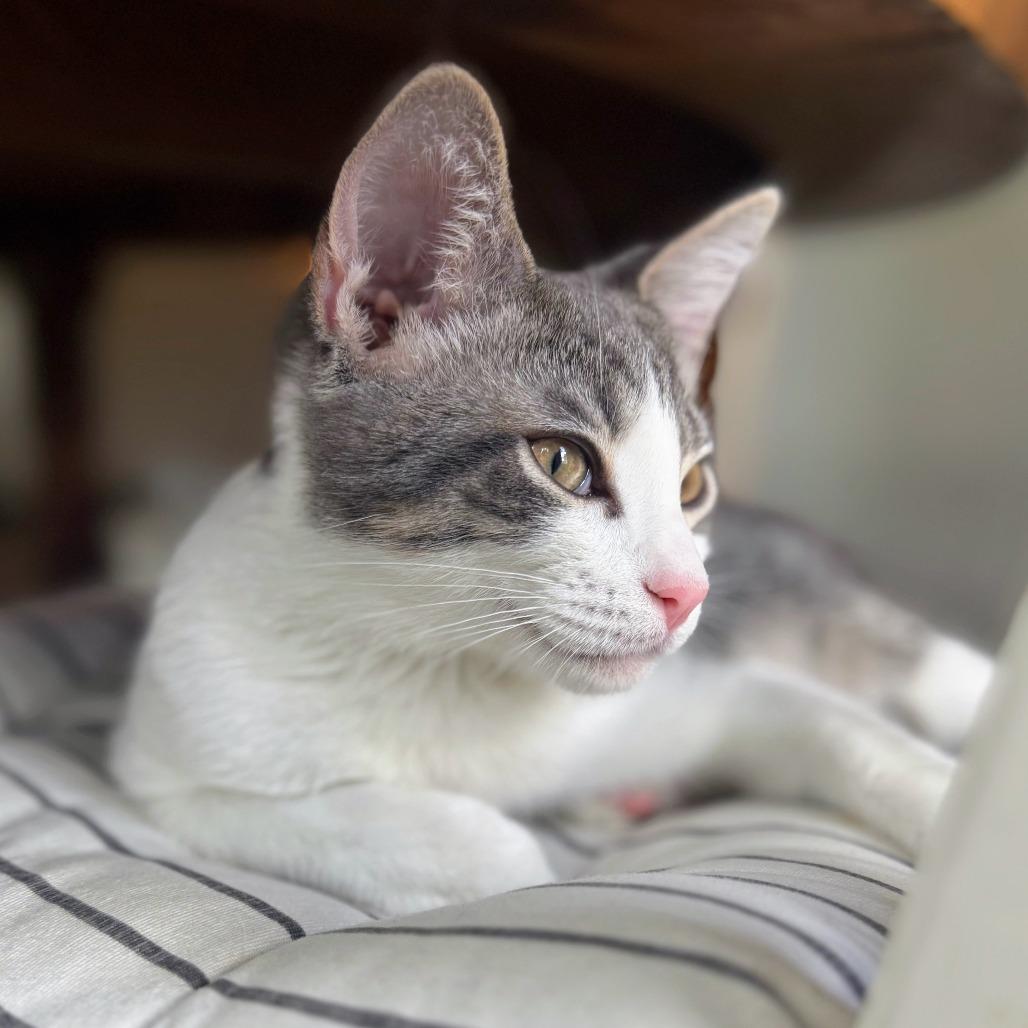 Enlarge McDreamy, a Adoptable Domestic Short Hair in Boerne, TX image 6/6