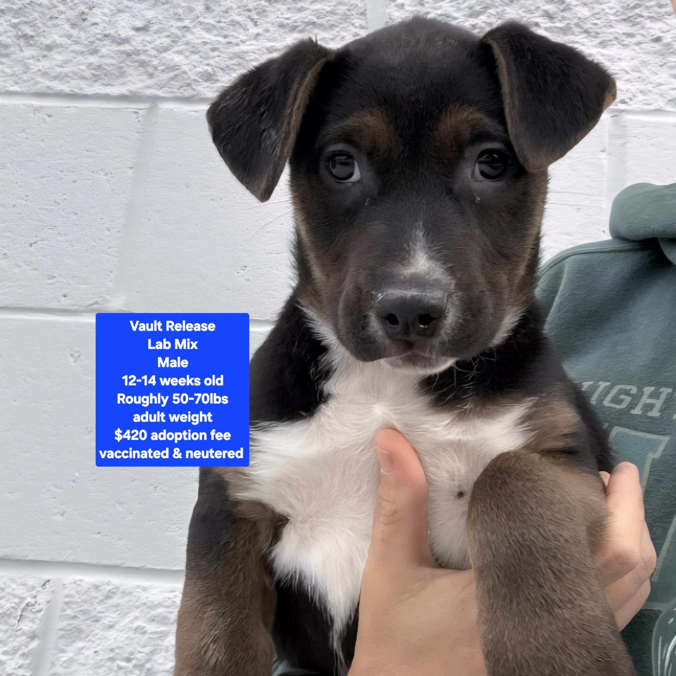 Vault Release , ADOPTABLE, Puppy Male Labrador Retriever.