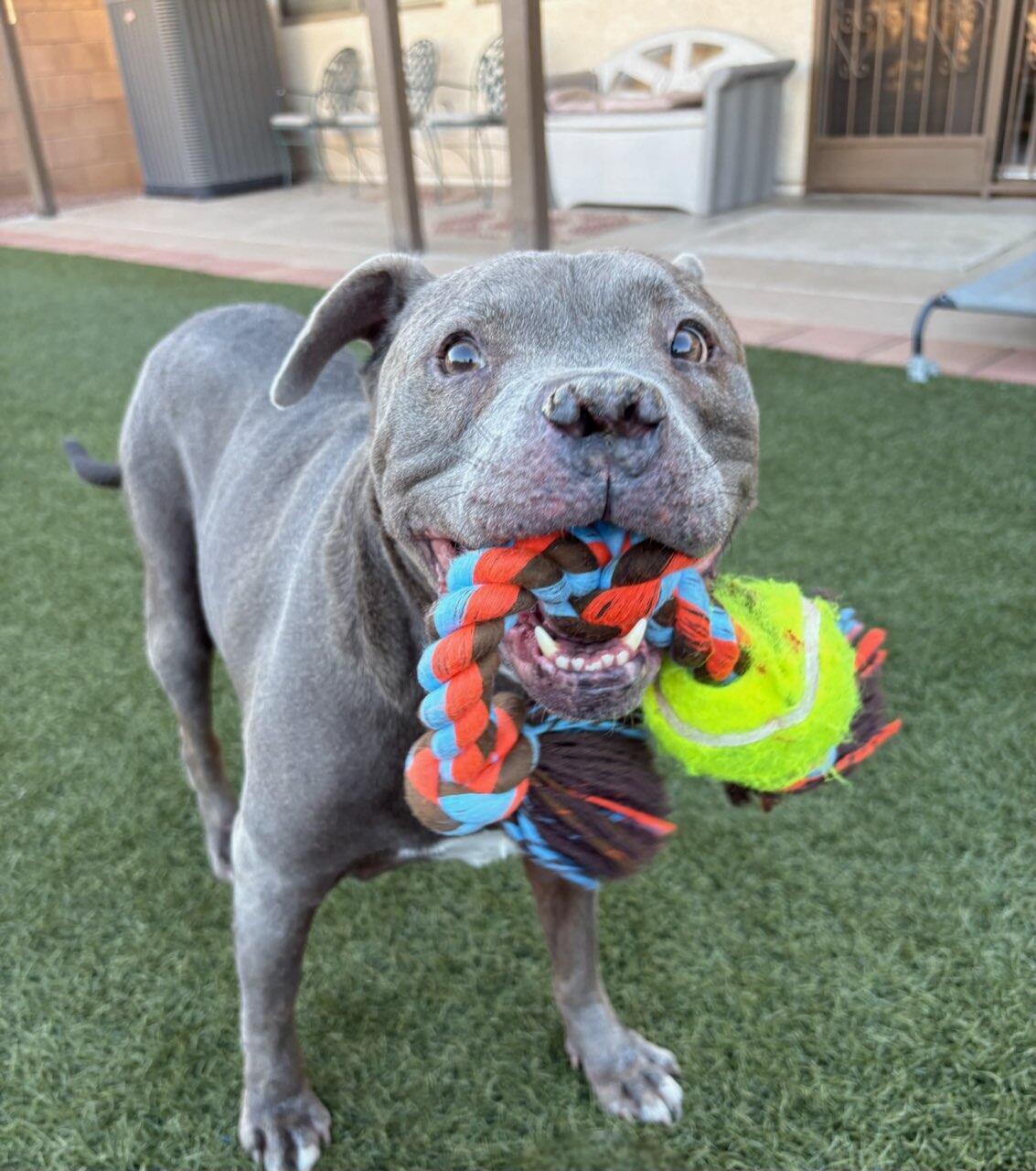 Enlarge STITCH #3, a Adoptable mixed breed in Chandler, AZ image 1/3