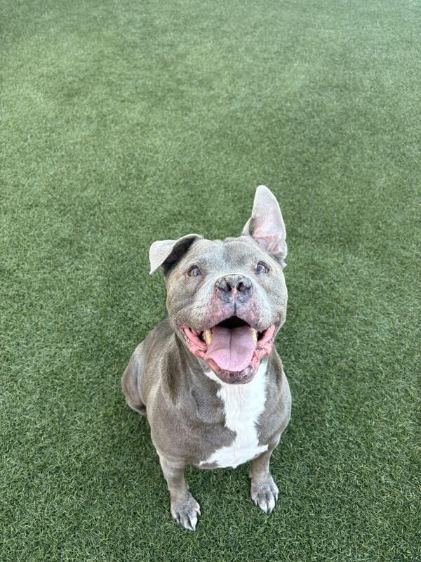 Enlarge STITCH #3, a Adoptable mixed breed in Chandler, AZ image 2/3