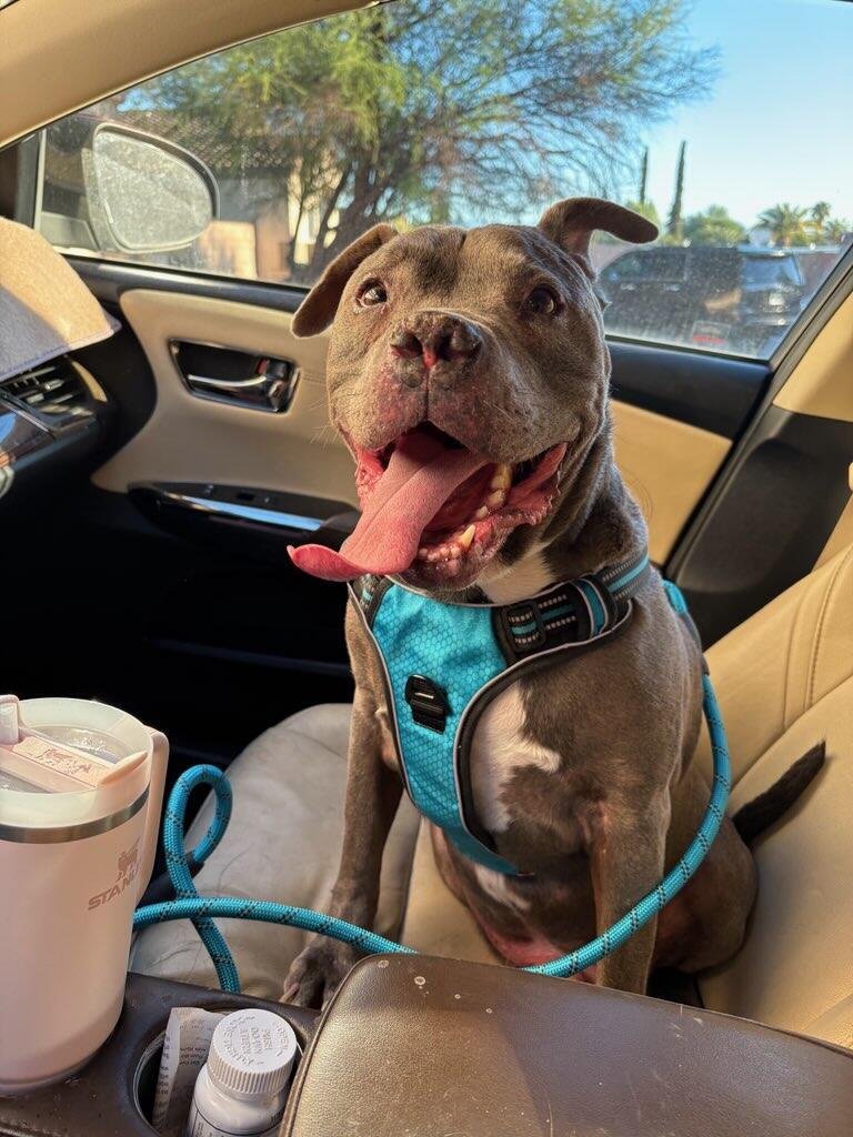 Enlarge STITCH #3, a Adoptable mixed breed in Chandler, AZ image 3/3