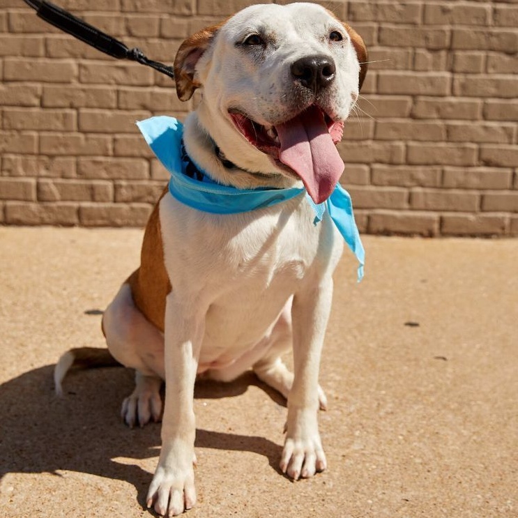 Enlarge Sterling Skye, a Adoptable mixed breed image 8/12