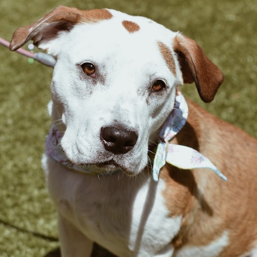 Sterling Skye, a Adoptable mixed breed image 1/12