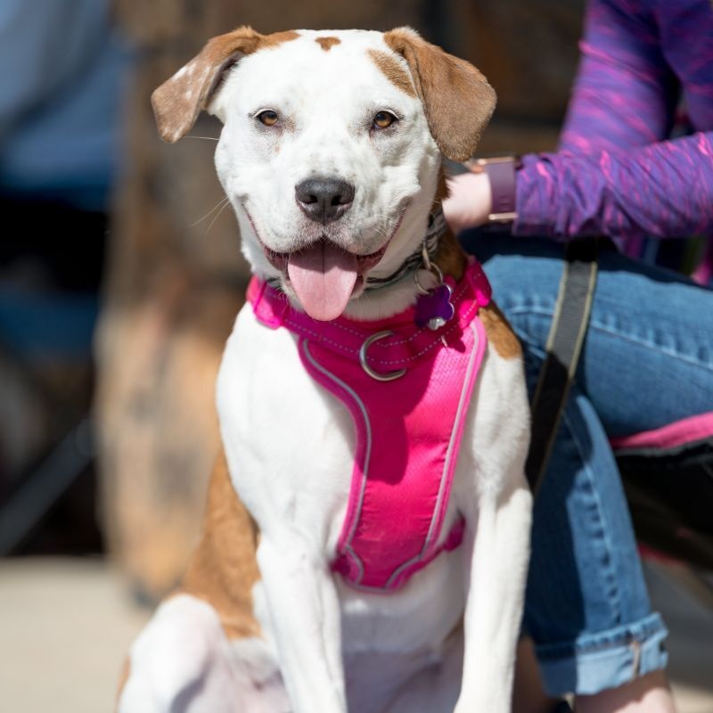 Enlarge Sterling Skye, a Adoptable mixed breed image 12/12