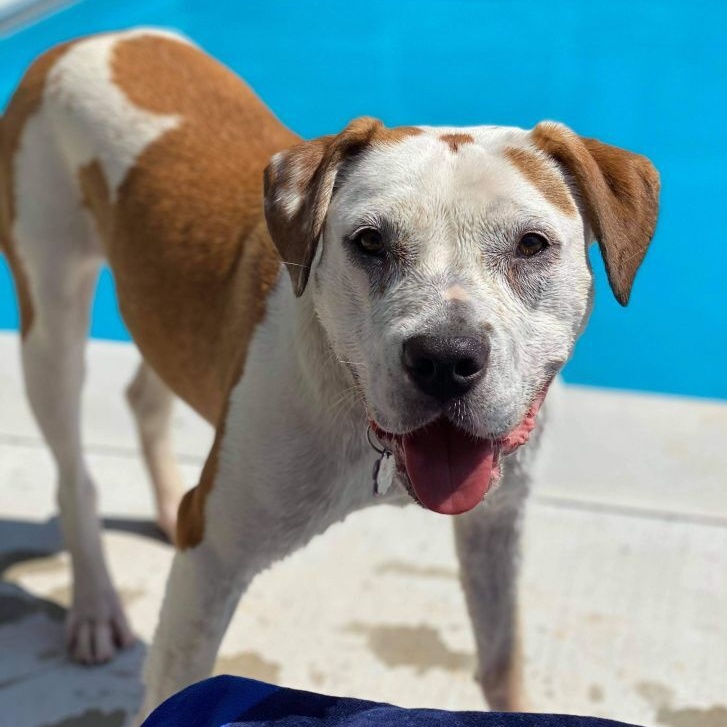 Enlarge Sterling Skye, a Adoptable mixed breed image 10/12