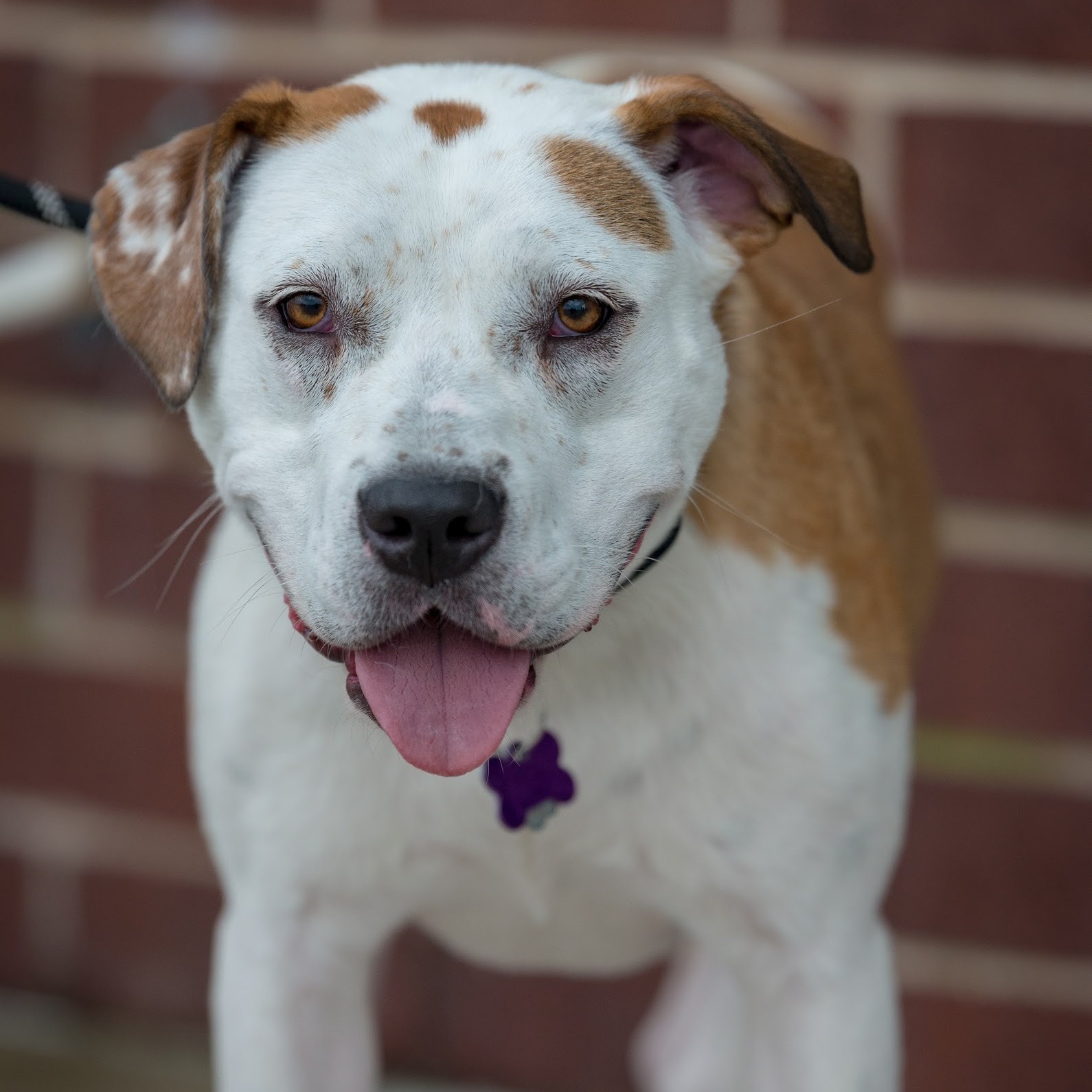 Enlarge Sterling Skye, a Adoptable mixed breed image 11/12