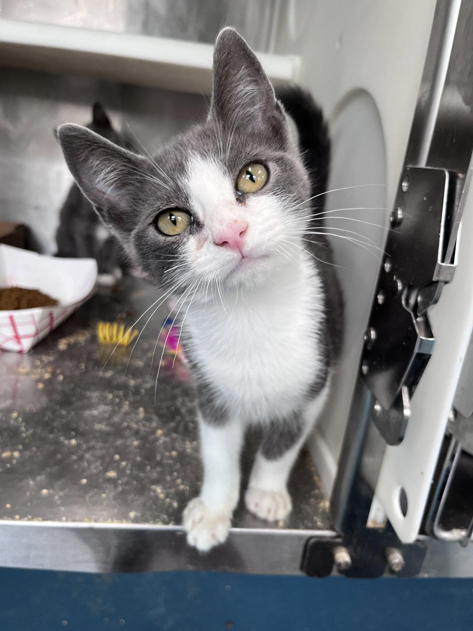 Enlarge Reggie, a Adoptable Domestic Short Hair in Carrollton, GA image 1/3