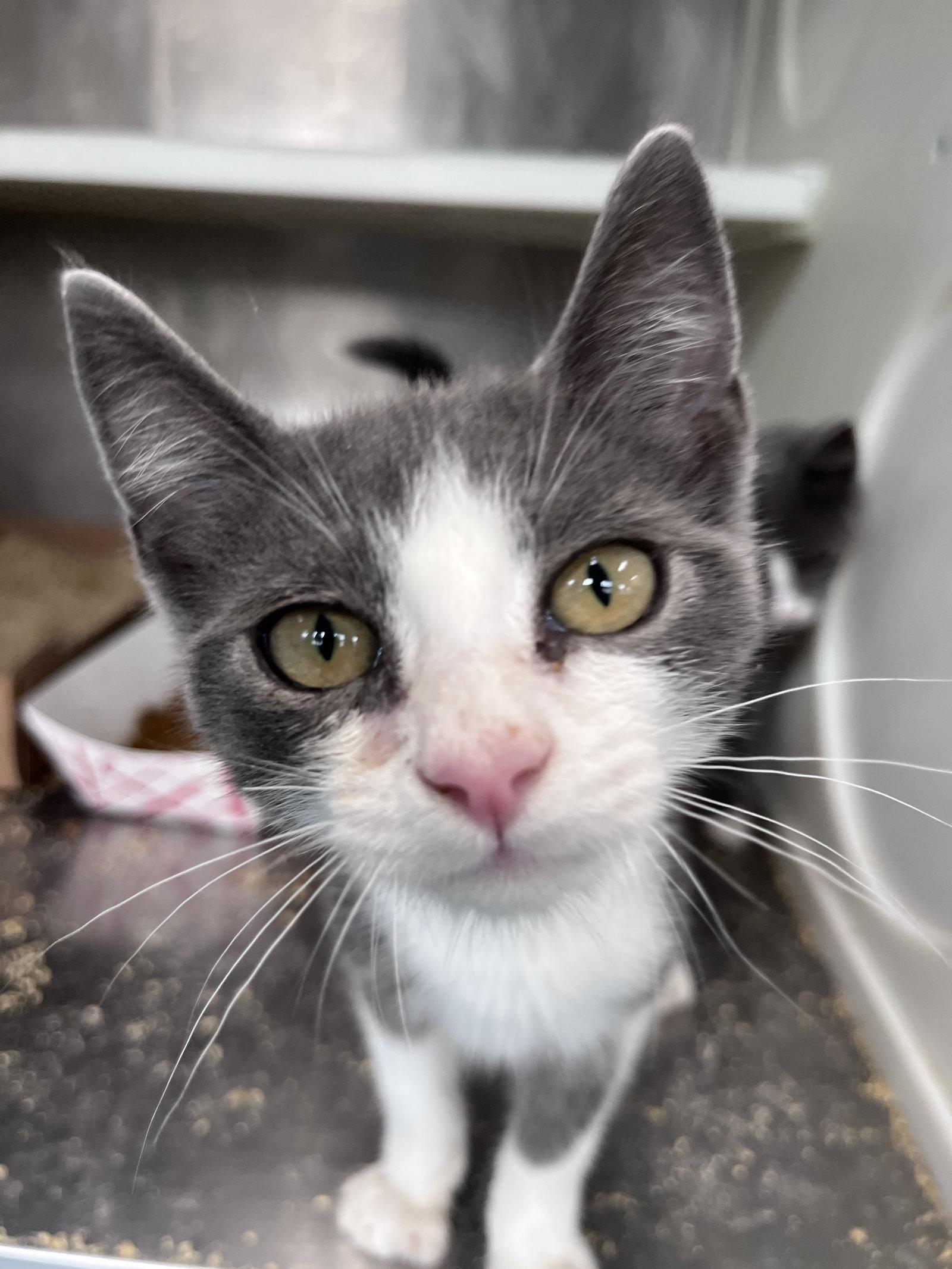 Enlarge Reggie, a Adoptable Domestic Short Hair in Carrollton, GA image 2/3