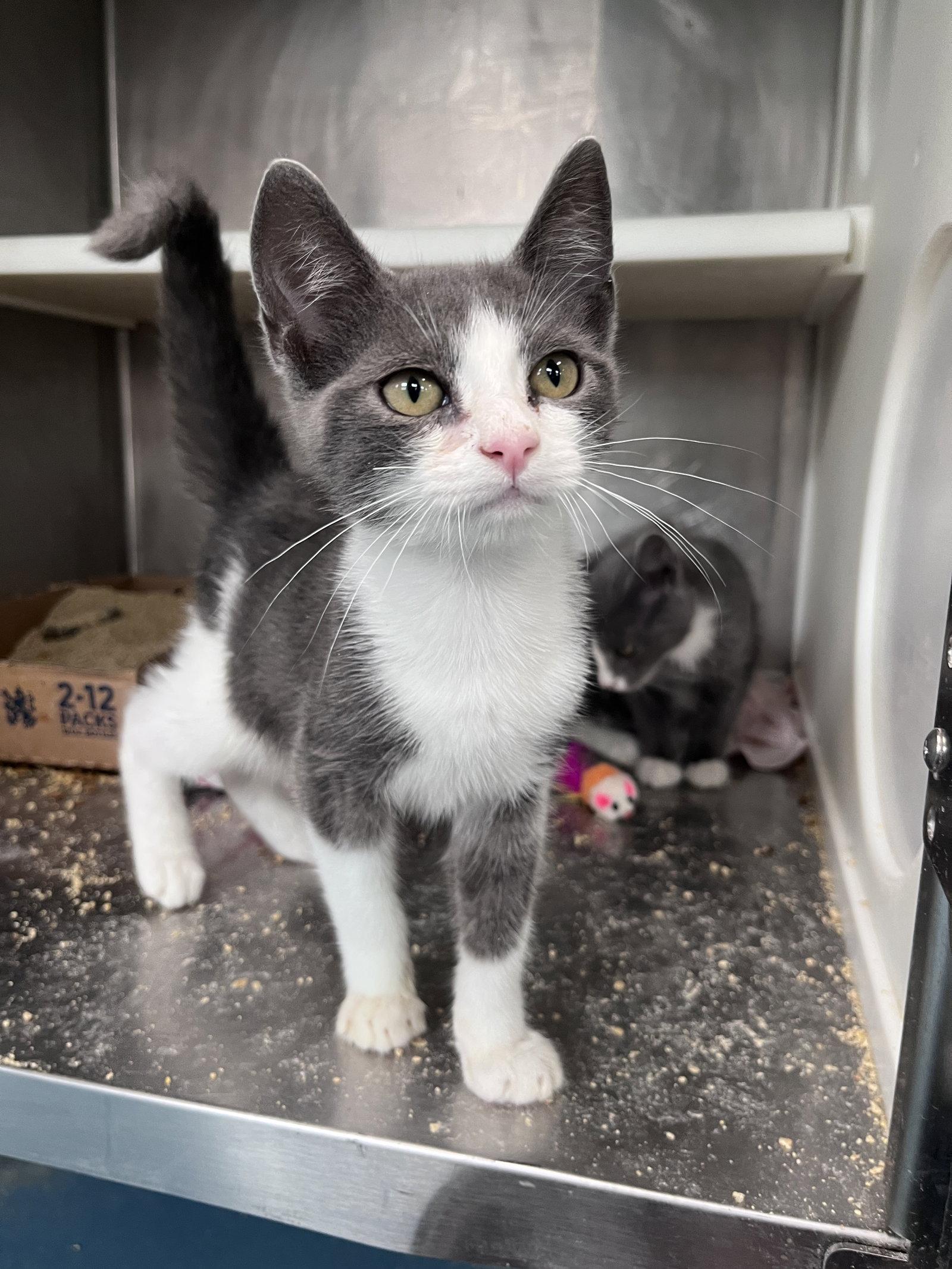 Enlarge Reggie, a Adoptable Domestic Short Hair in Carrollton, GA image 3/3
