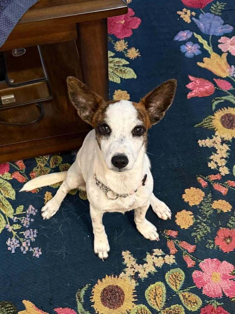 Bunny, Adoptable, Young Female Mixed Breed.