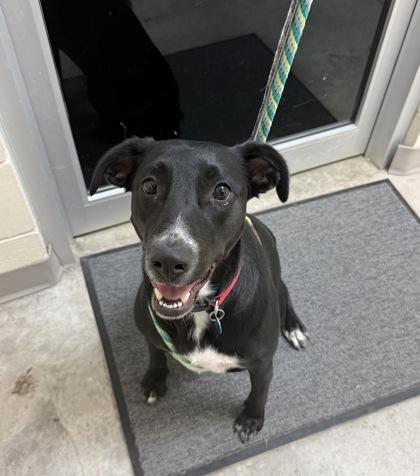 Rose Bud, adopted, Adult Female Mixed Breed.