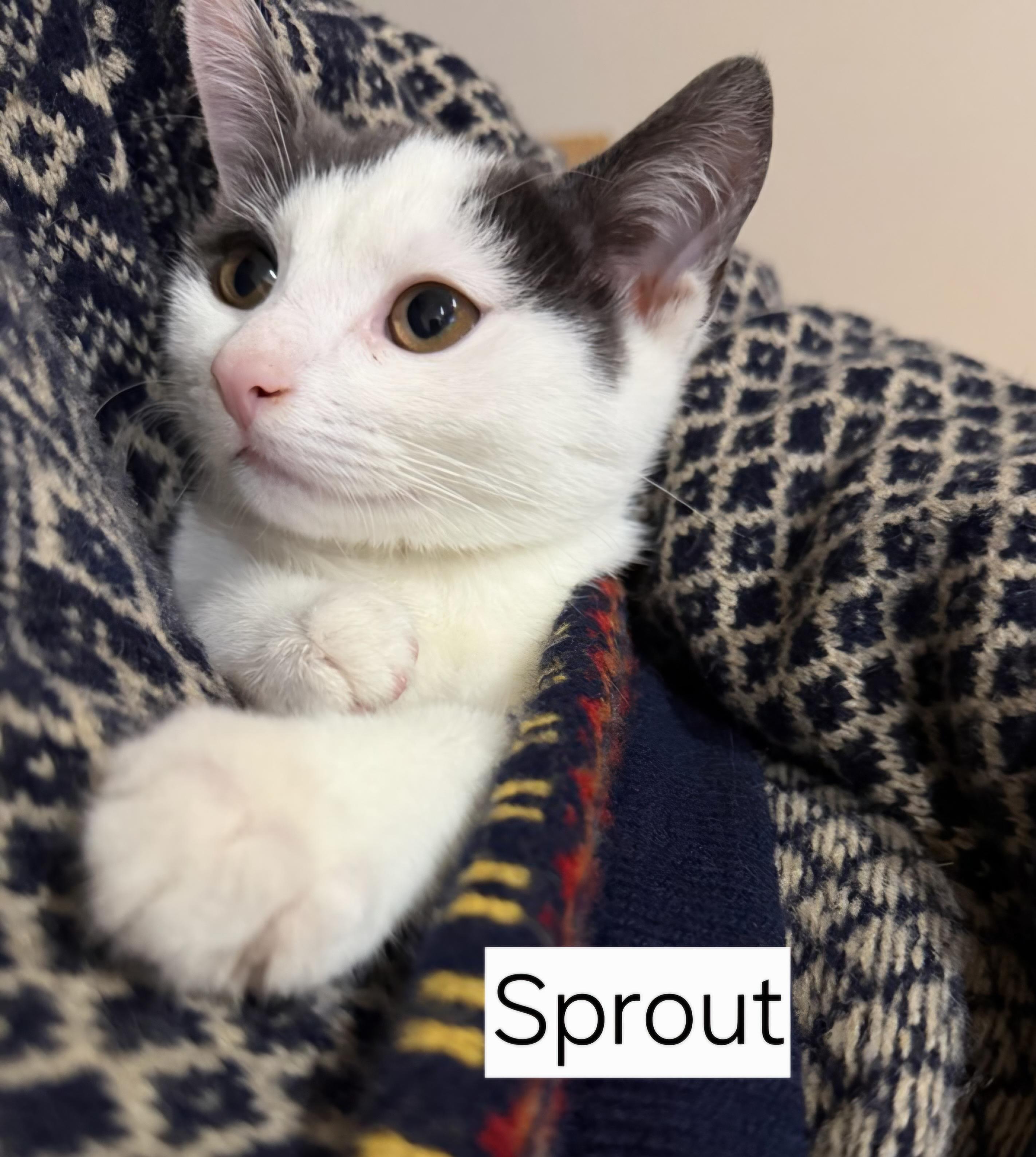 Enlarge Sprout, a ADOPTABLE Domestic Short Hair in Ridgewood, NY image 1/1