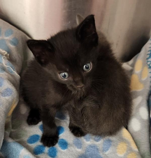 Enlarge Smokey, a Adoptable mixed breed in Houston, TX image 2/2