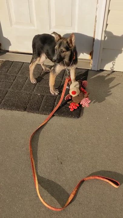 Enlarge Nick, a Adopted mixed breed in Westmoreland, KS video 2/3