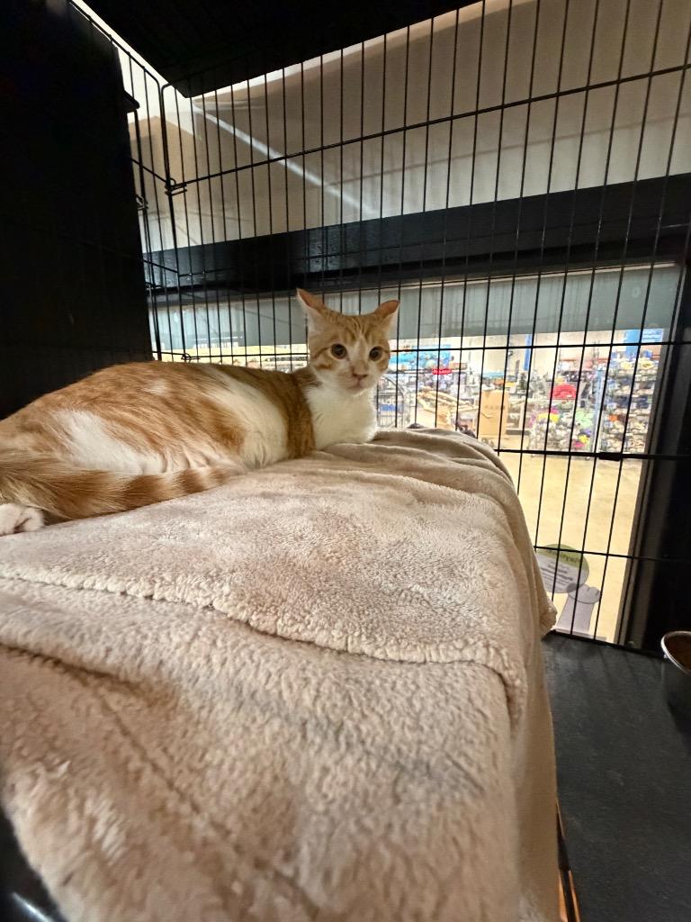 Enlarge Pitterpatch, a Adoptable mixed breed in Lancaster, PA image 1/1