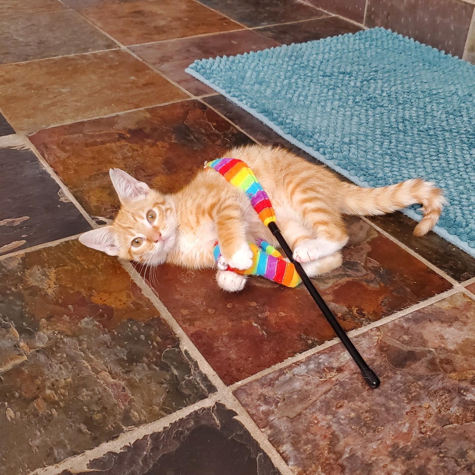 Kitty Stardust, a Adoptable Domestic Short Hair in Greensboro, NC image 5/6