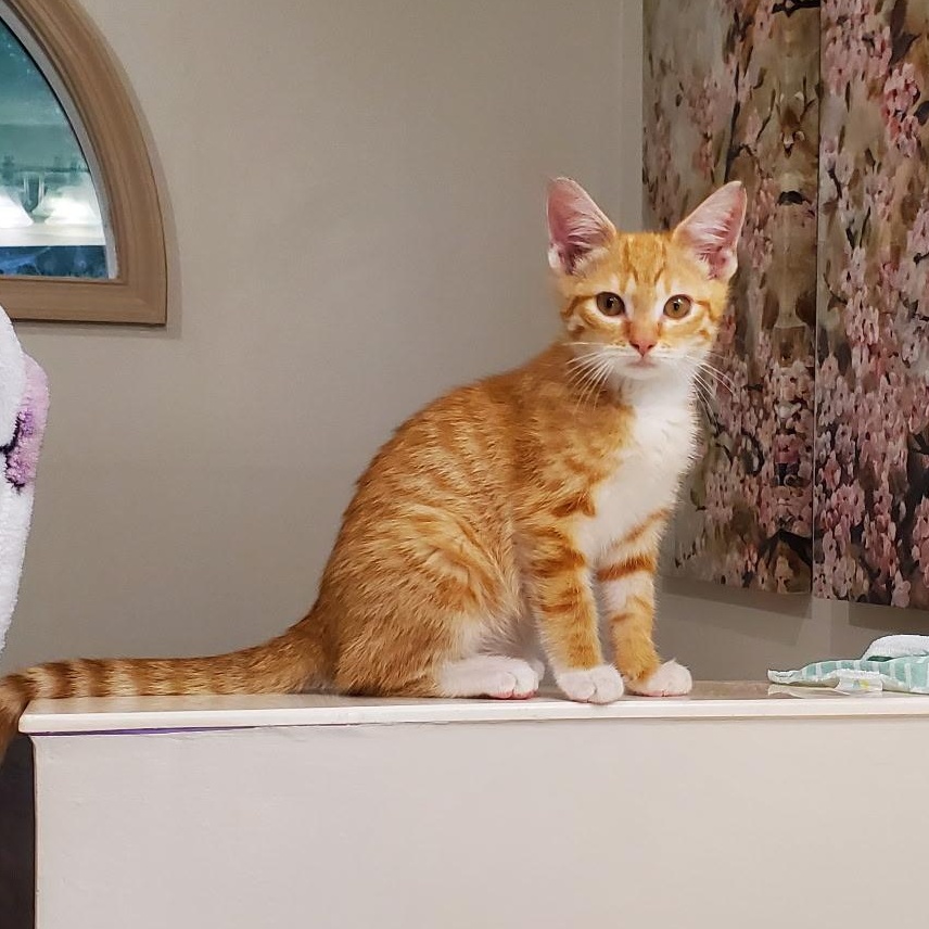 Kitty Stardust, Adoptable, Kitten Male Domestic Short Hair.