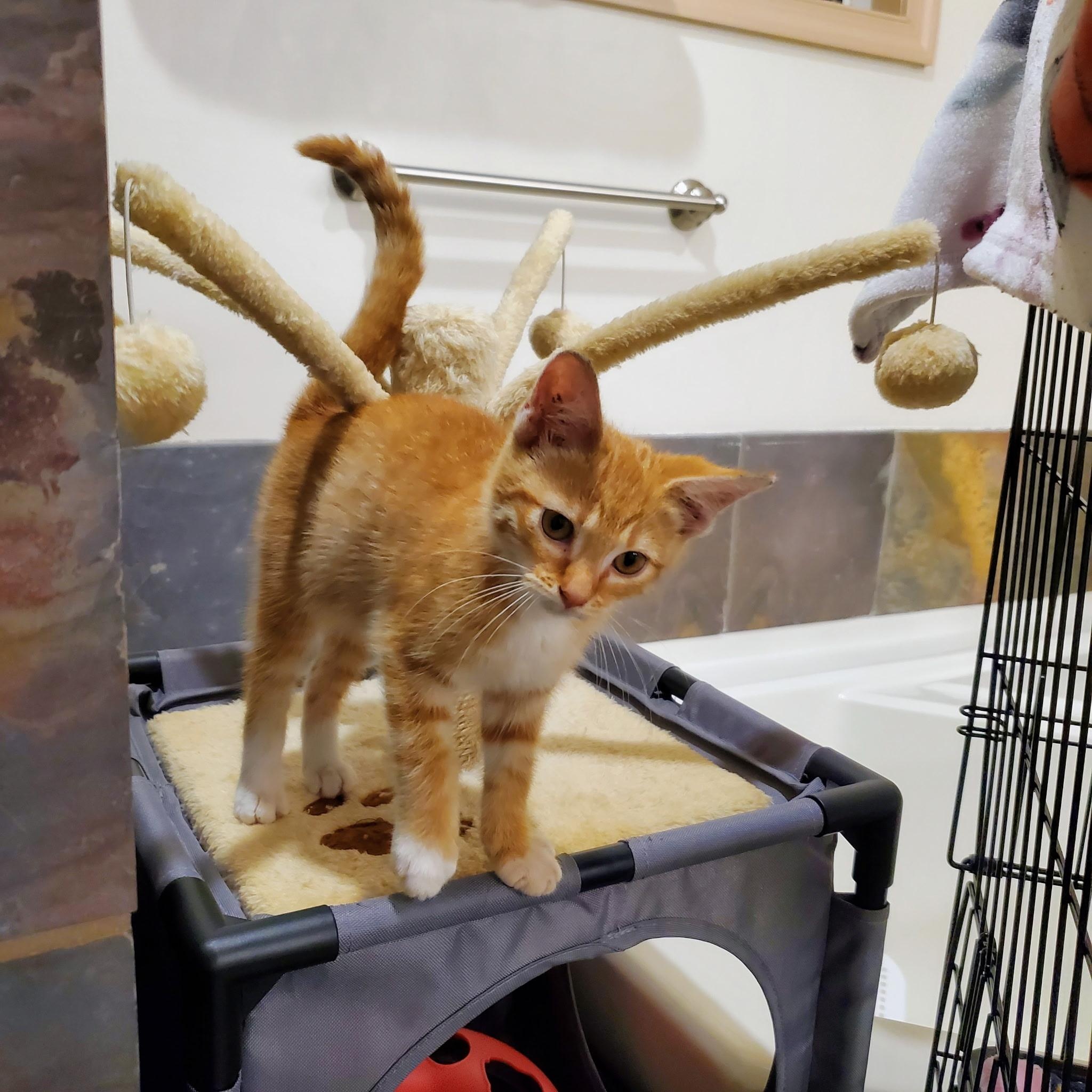Kitty Stardust, a Adoptable Domestic Short Hair in Greensboro, NC image 2/6