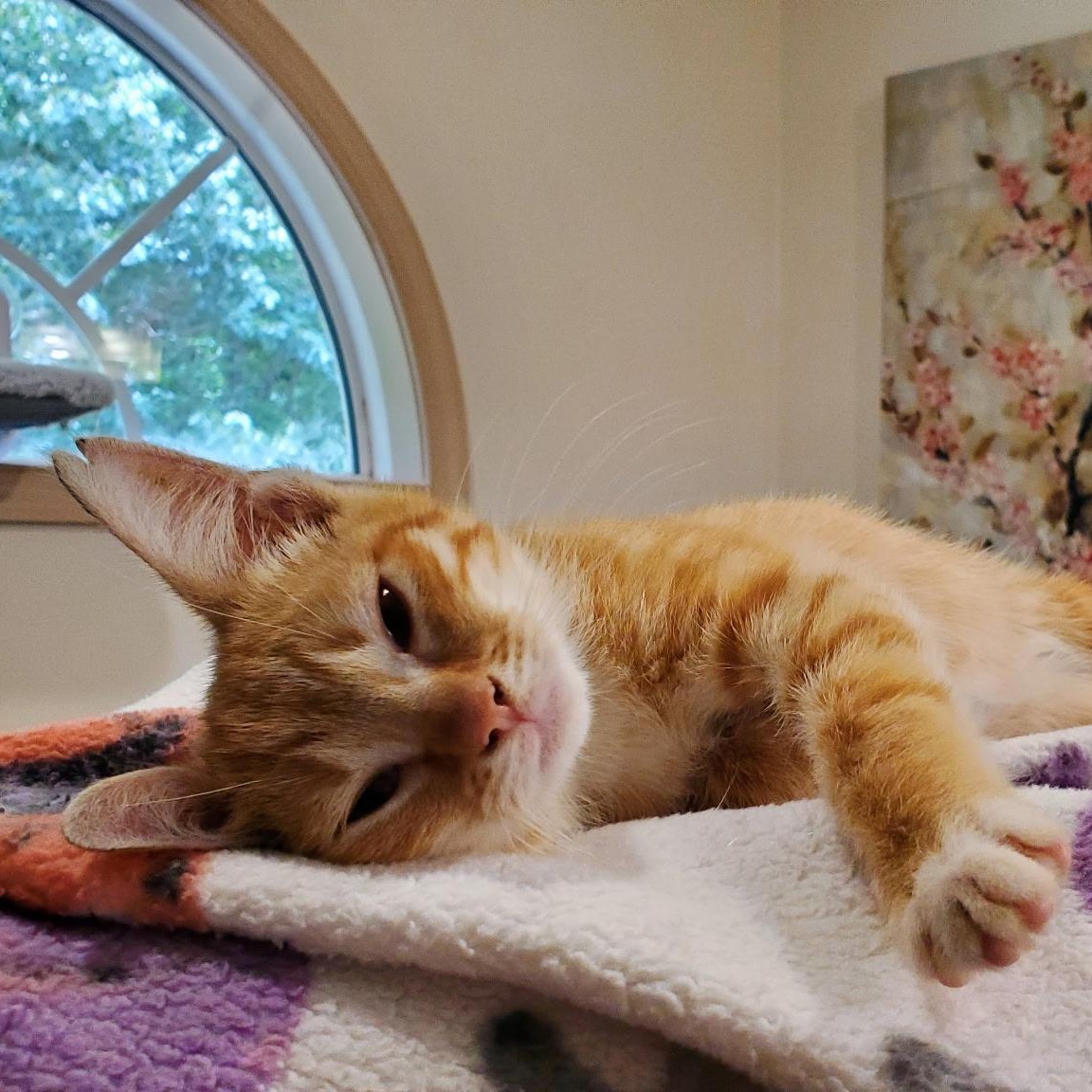 Kitty Stardust, a Adoptable Domestic Short Hair in Greensboro, NC image 3/6