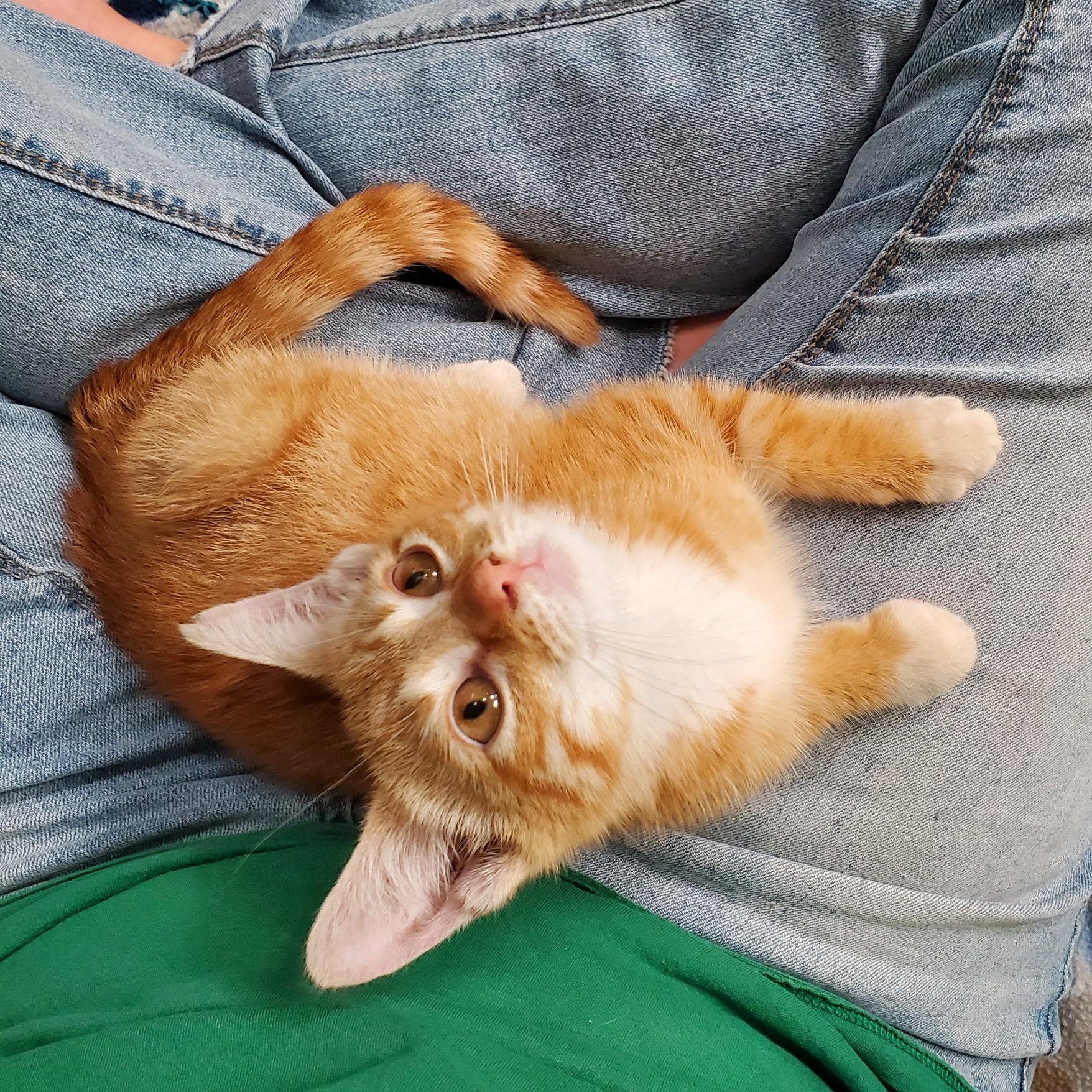 Kitty Stardust, a Adoptable Domestic Short Hair in Greensboro, NC image 6/6