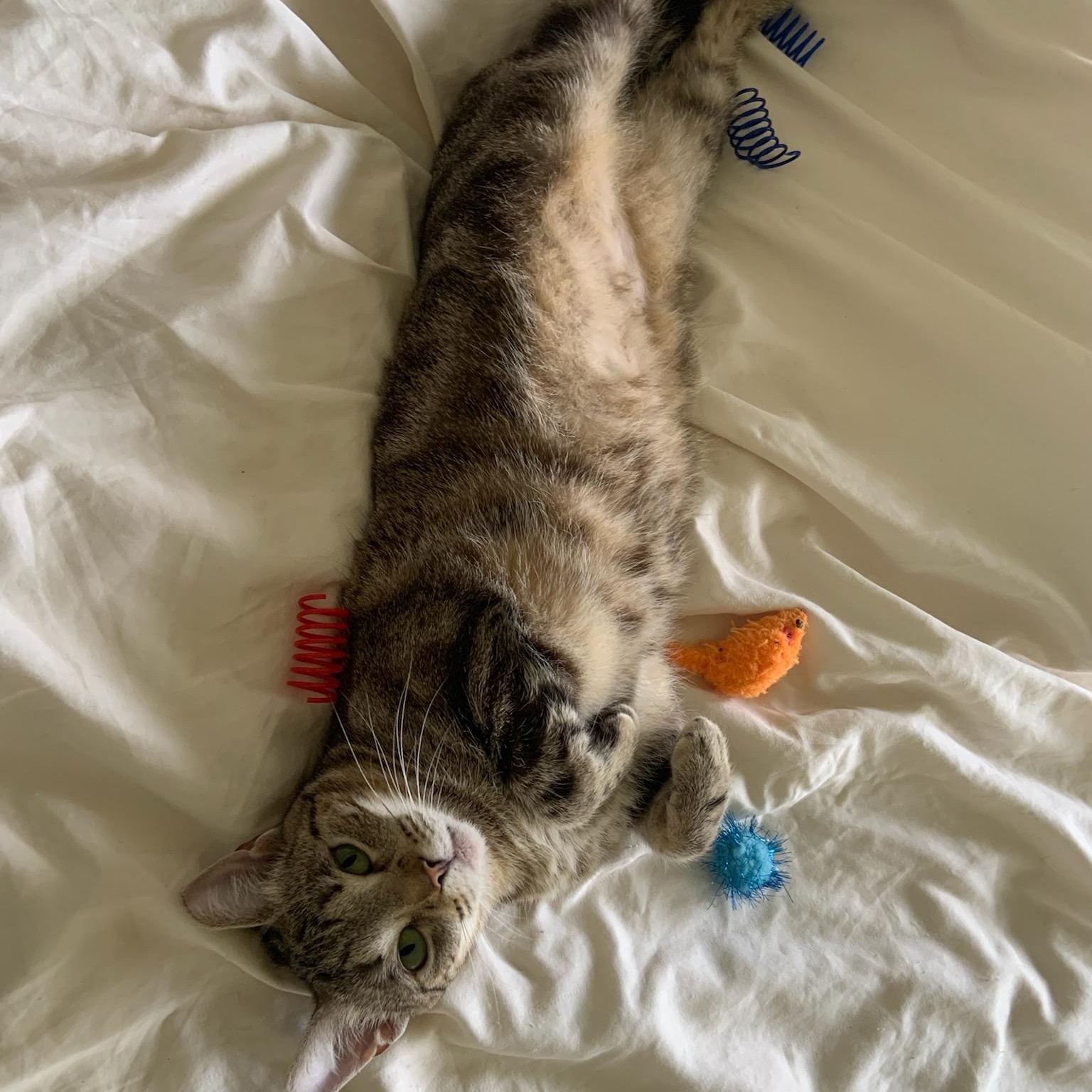 Enlarge Coco, a Adoptable mixed breed in Magnolia, TX image 2/4