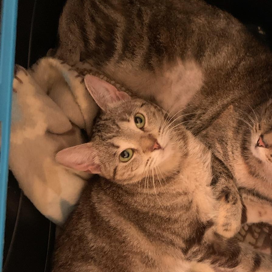 Coco, Adoptable, Adult Female Tabby & Domestic Short Hair.