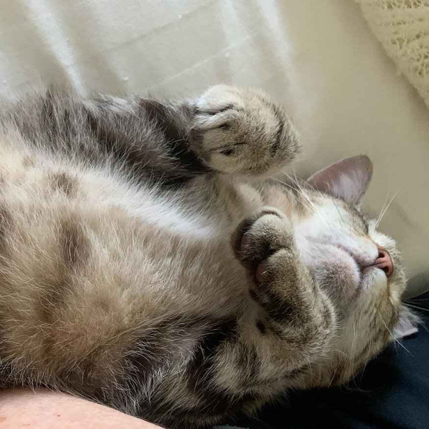 Enlarge Coco, a Adoptable mixed breed in Magnolia, TX image 4/4