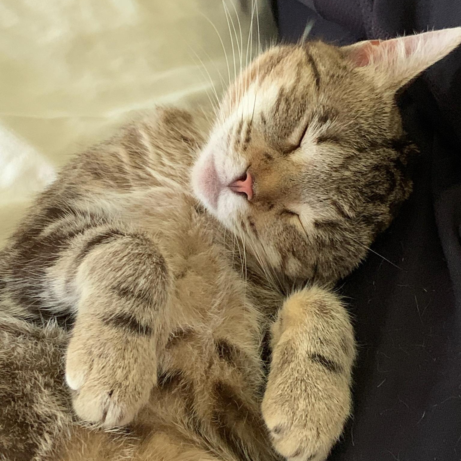 Coco, Adoptable, Adult Female Tabby & Domestic Short Hair.