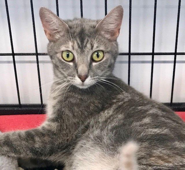 Lotus, Adoptable, Adult Female Domestic Short Hair.