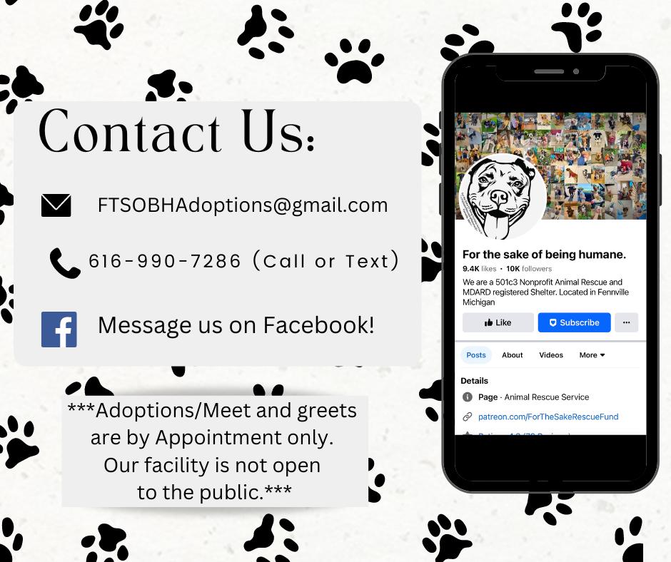 Fallow, a Adoptable mixed breed in fennville, MI image 1/5