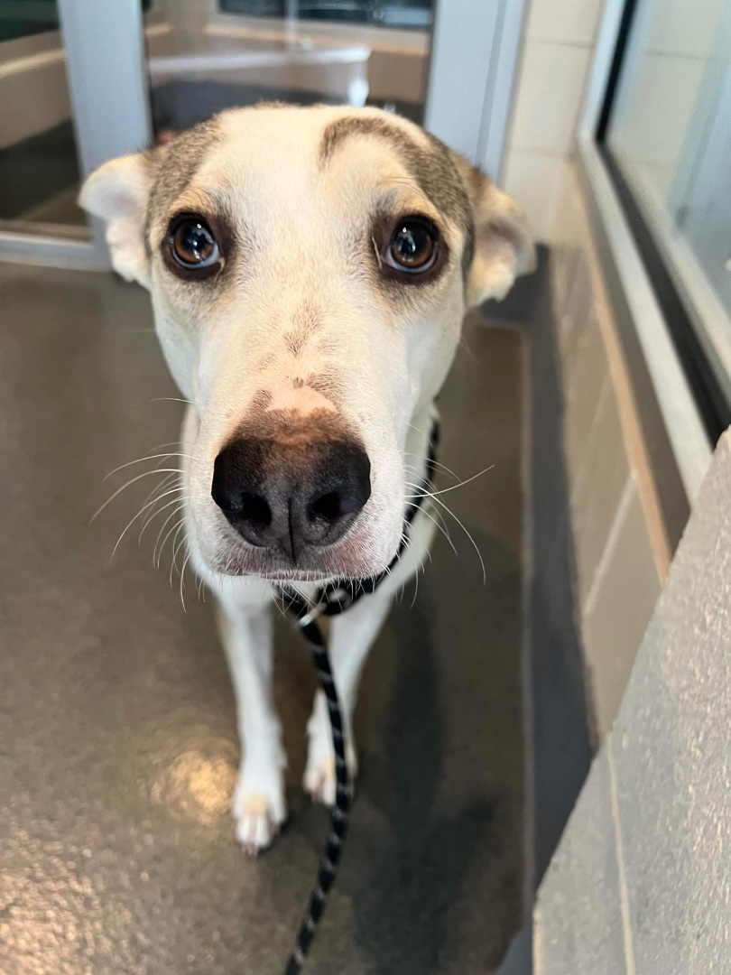 Fallow, a Adoptable mixed breed in fennville, MI image 2/5