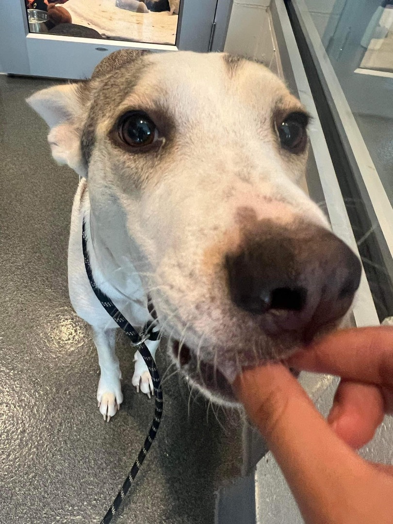 Fallow, a Adoptable mixed breed in fennville, MI image 4/5