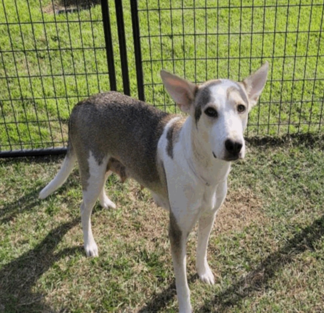 Fallow, a Adoptable mixed breed in fennville, MI image 5/5