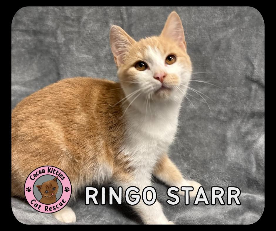 Enlarge Ringo Starr, a Adopted Domestic Short Hair in Hershey, PA image 1/5