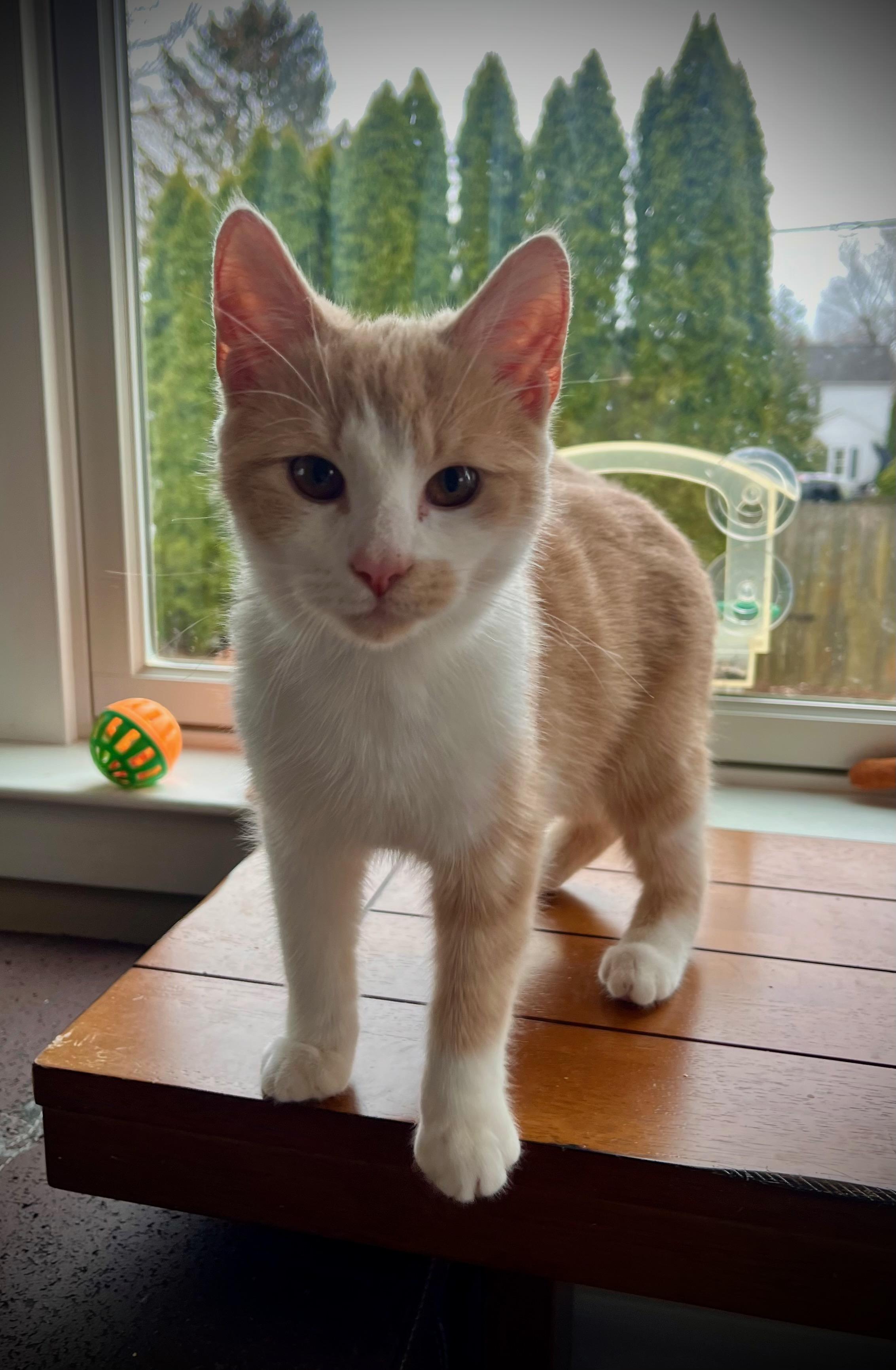 Enlarge Ringo Starr, a Adopted Domestic Short Hair in Hershey, PA image 2/5
