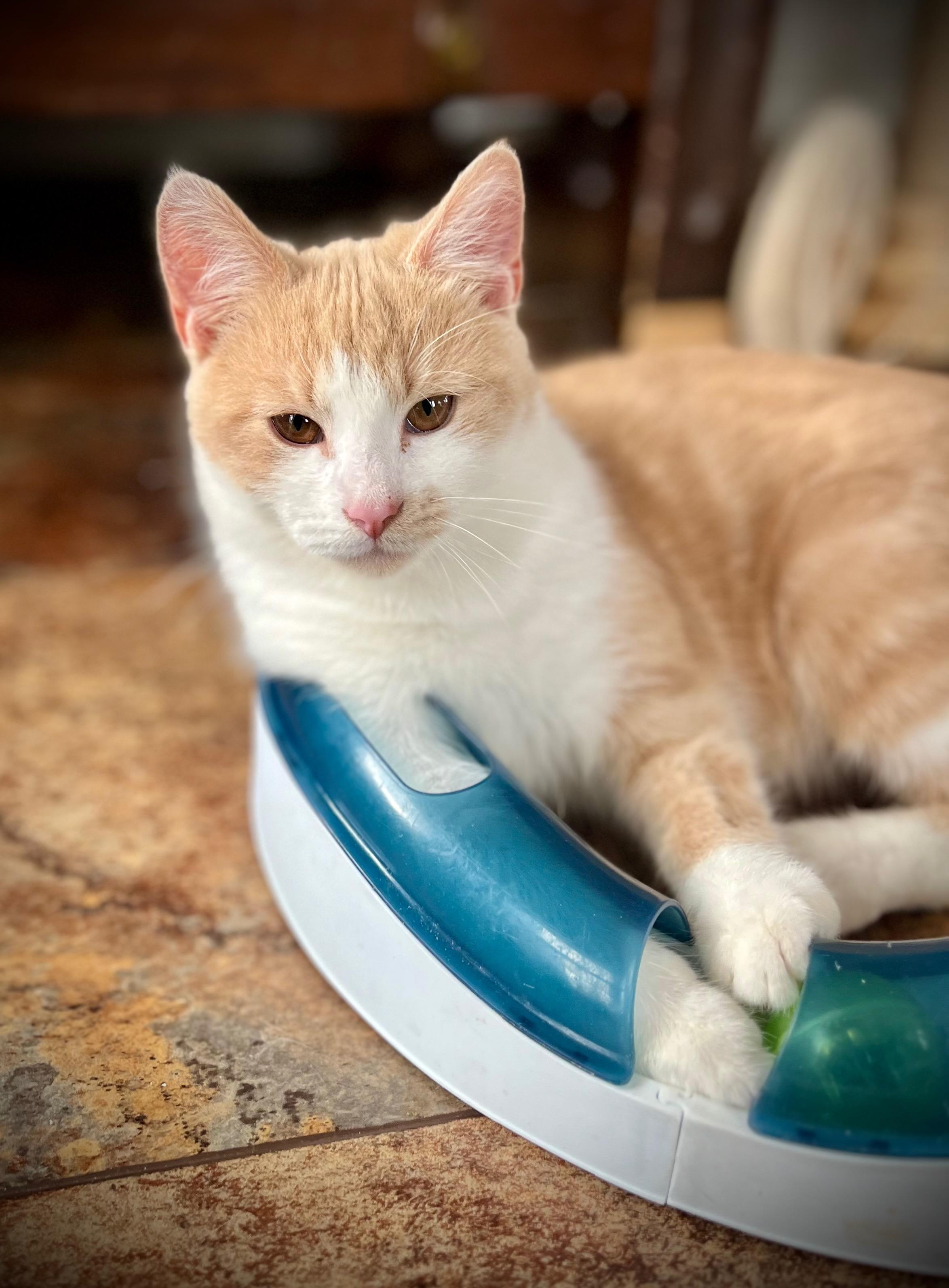 Enlarge Ringo Starr, a Adopted Domestic Short Hair in Hershey, PA image 3/5