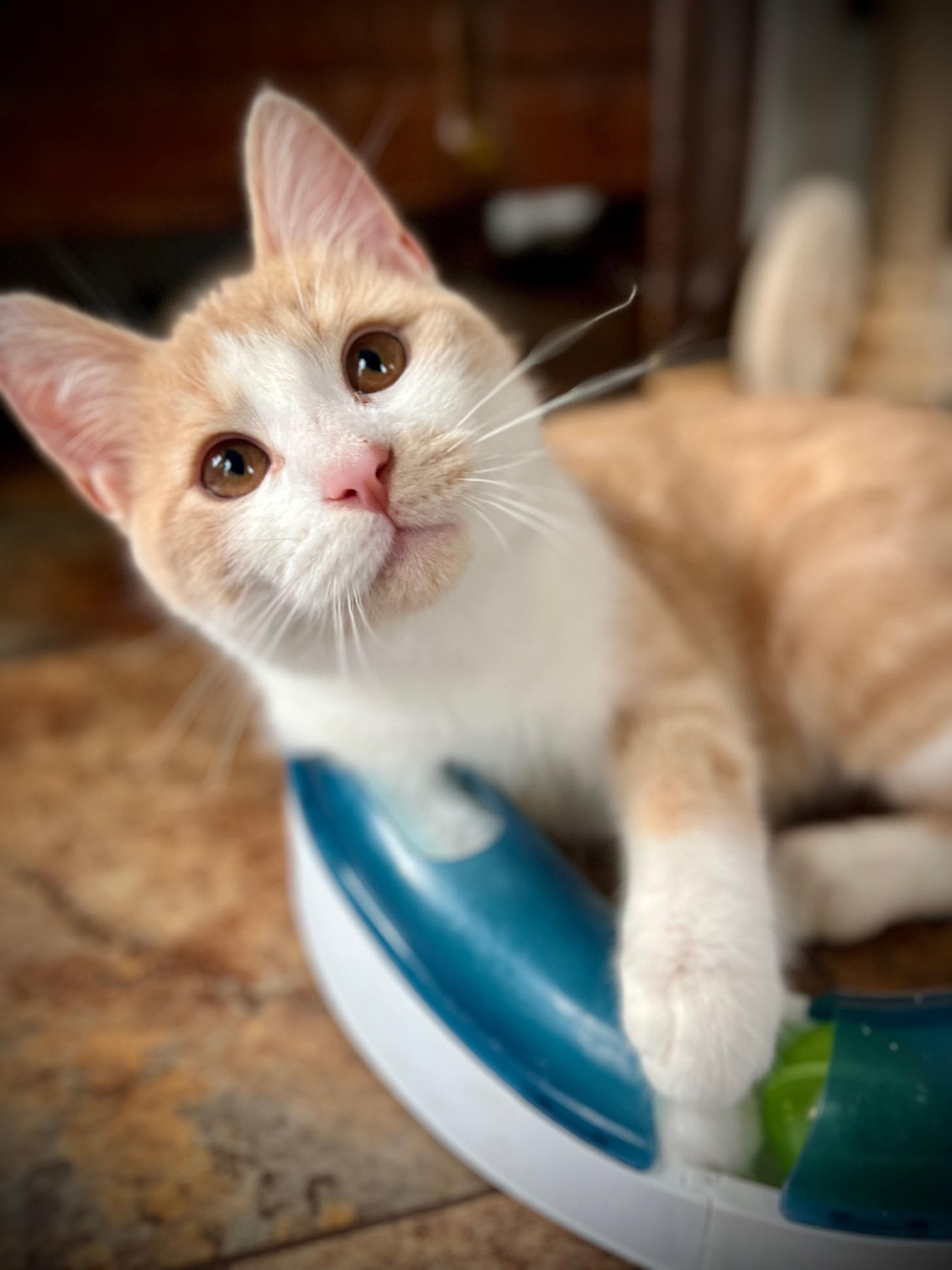 Enlarge Ringo Starr, a Adopted Domestic Short Hair in Hershey, PA image 4/5