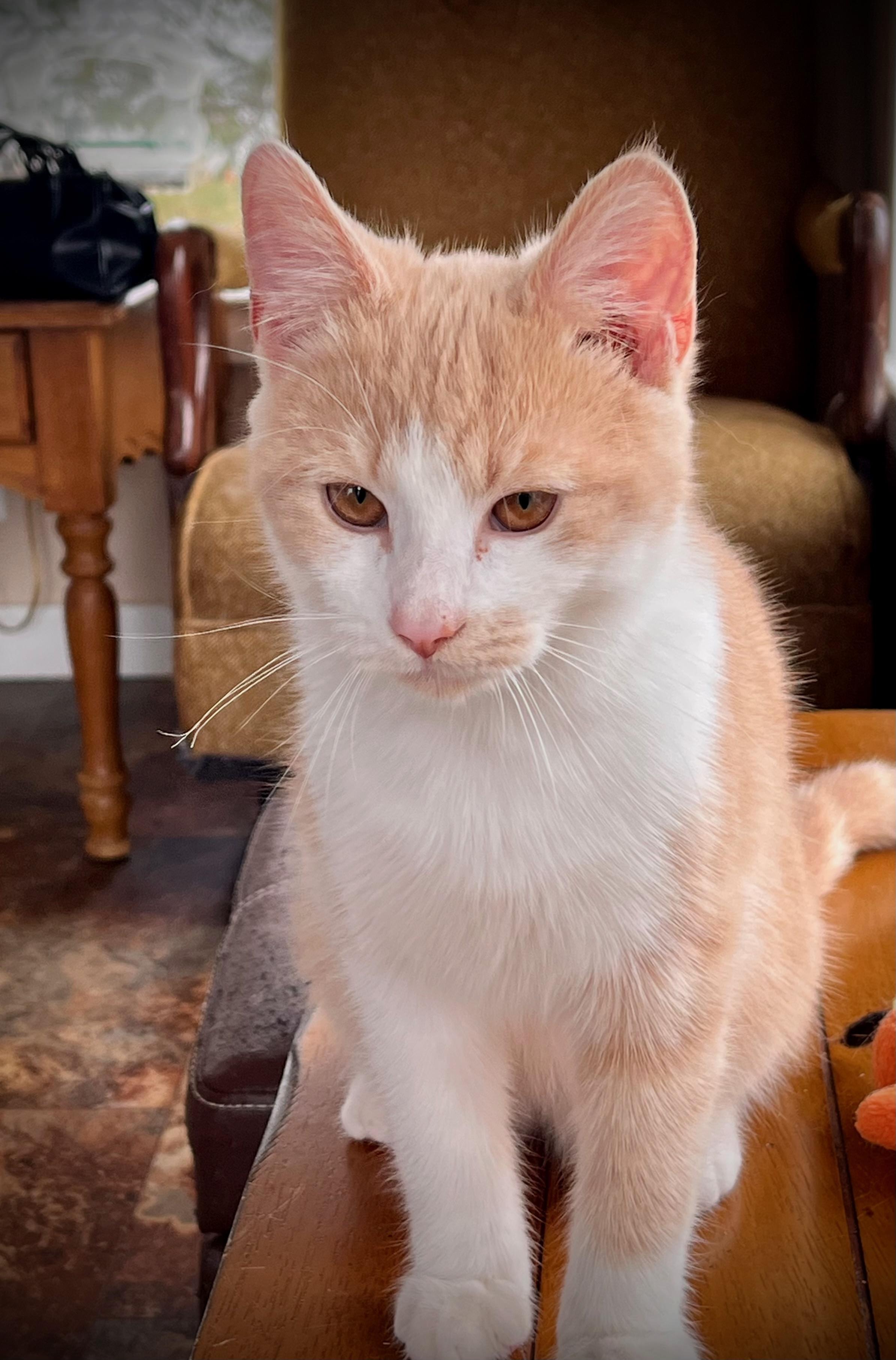 Enlarge Ringo Starr, a Adopted Domestic Short Hair in Hershey, PA image 5/5