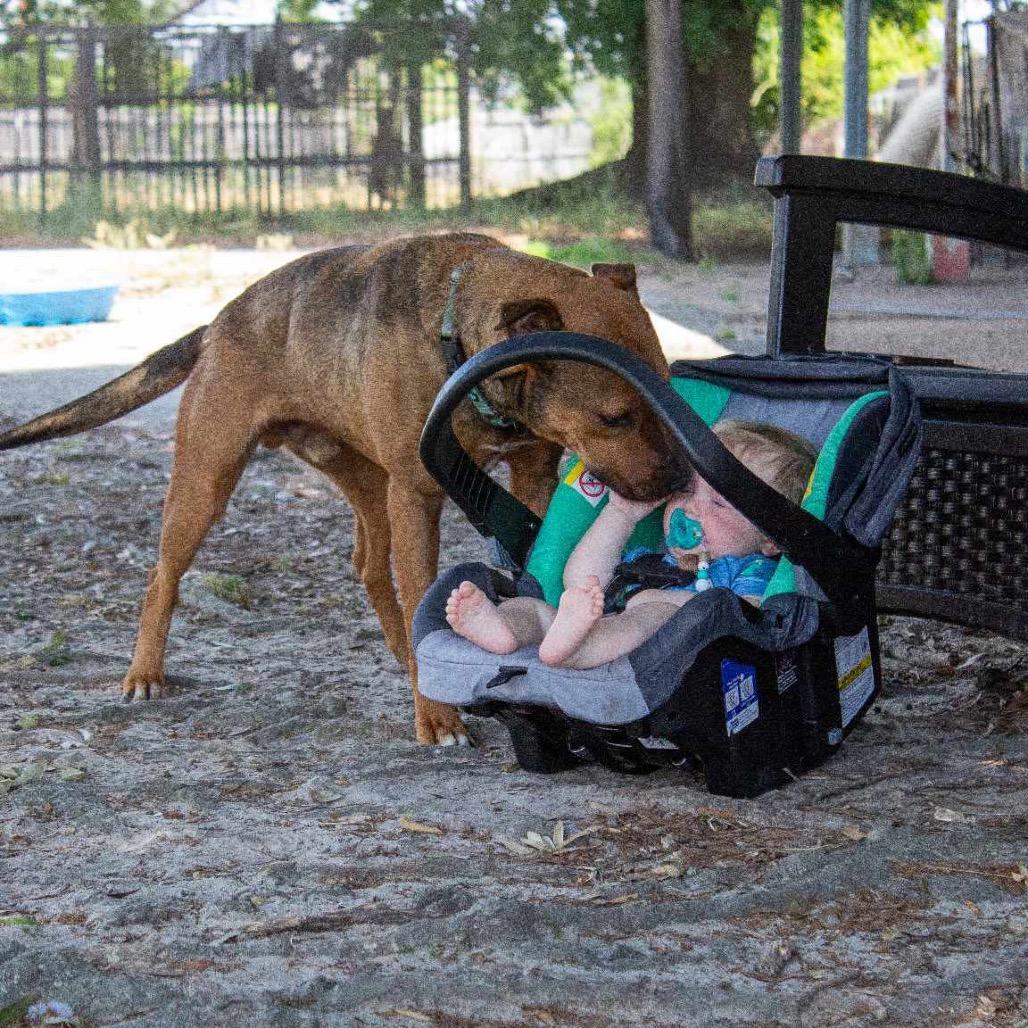 Enlarge Butch, a Adoptable mixed breed in Eufaula, AL image 2/3
