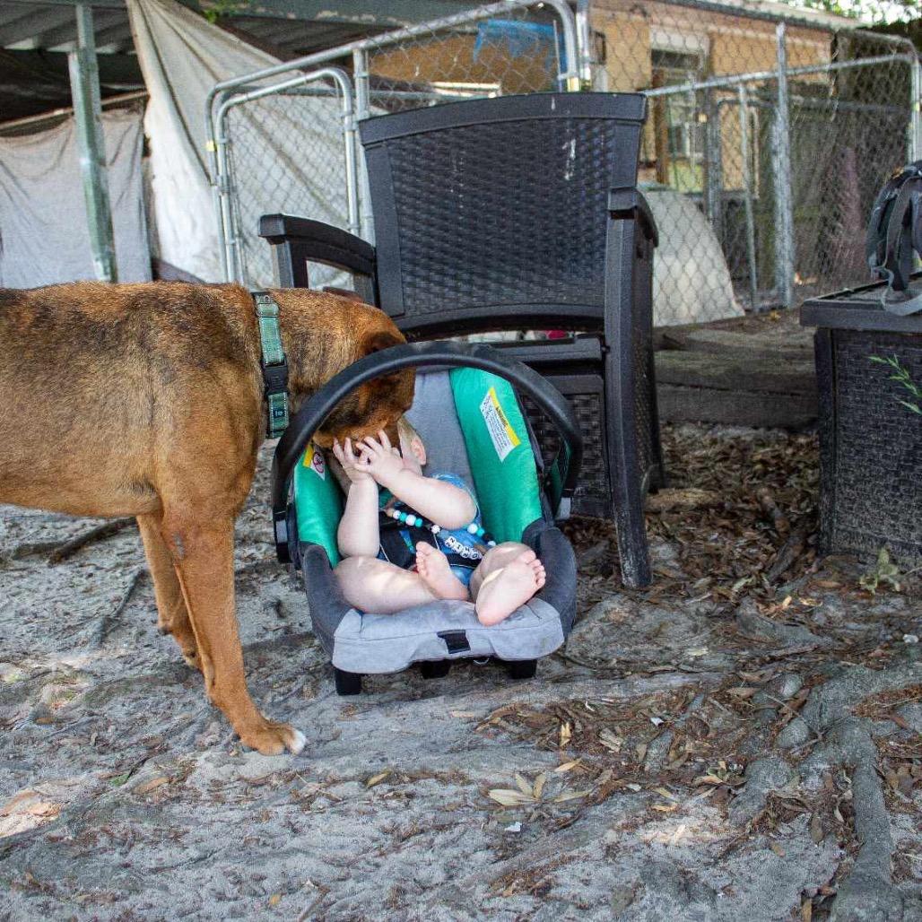 Enlarge Butch, a Adoptable mixed breed in Eufaula, AL image 3/3