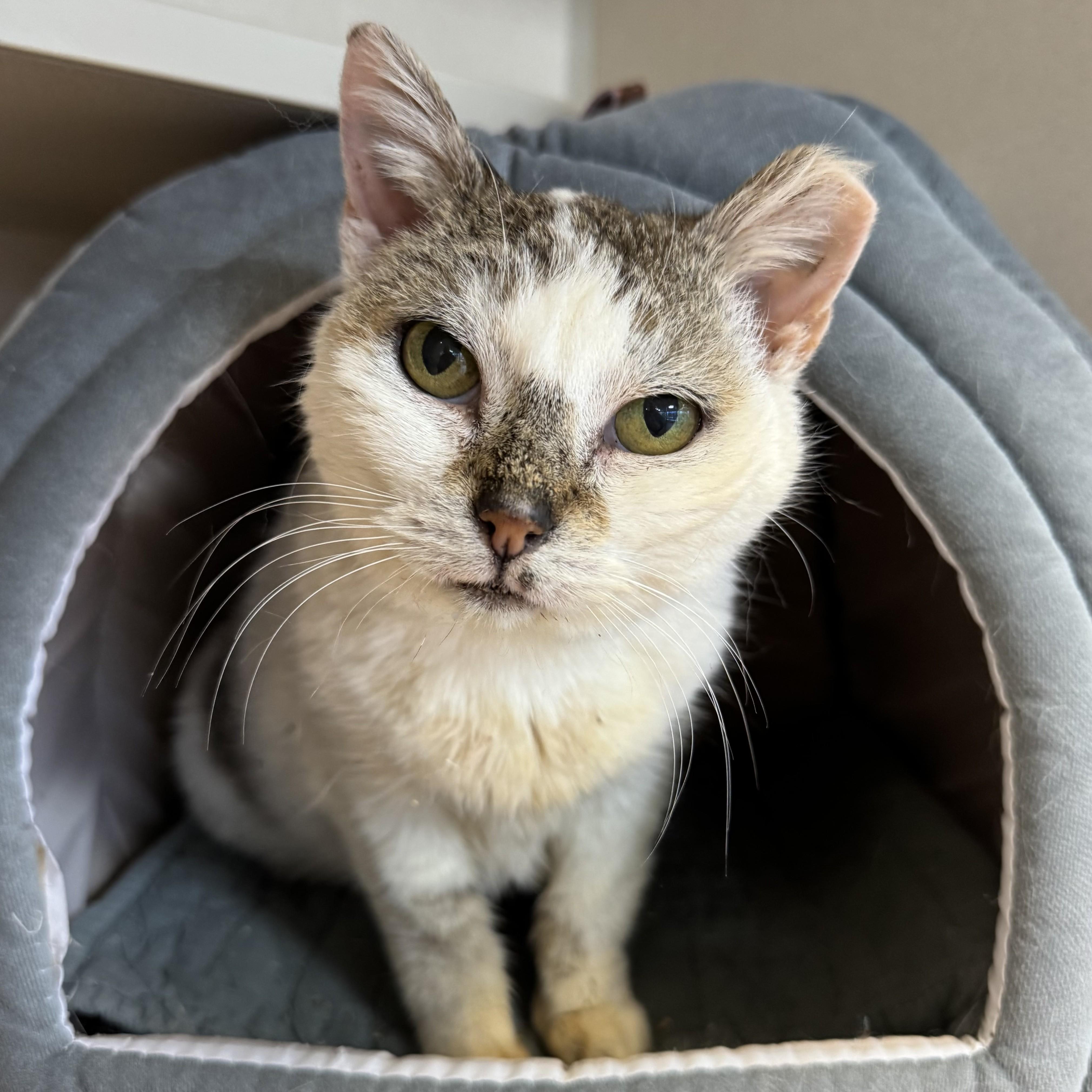 Enlarge Uma, an adopted Domestic Short Hair in Eatontown, NJ image 3/4