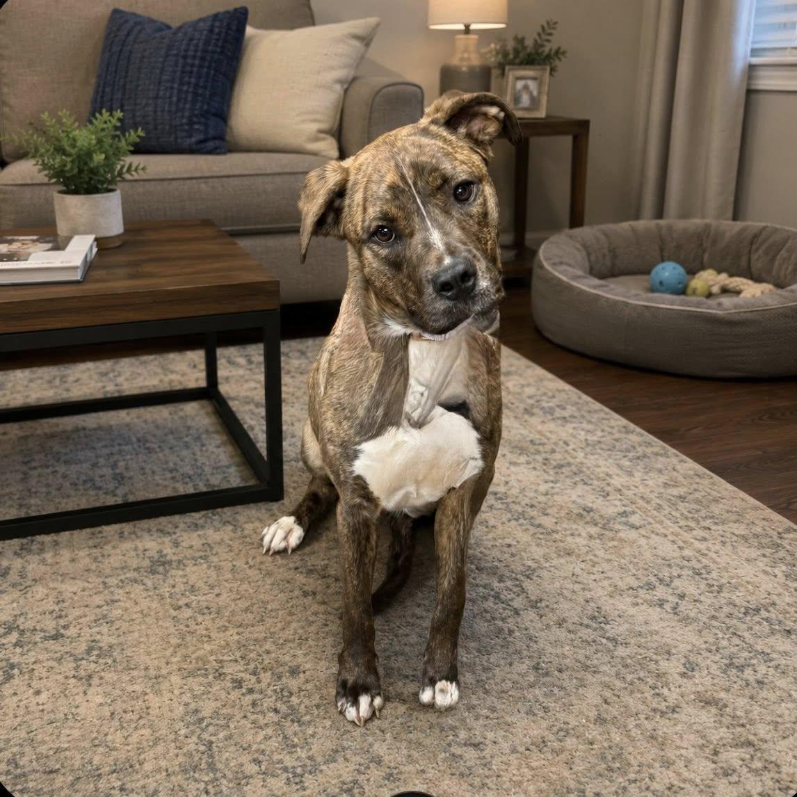 JELLY BEAN, a ADOPTABLE mixed breed in Cadiz, OH image 2/3