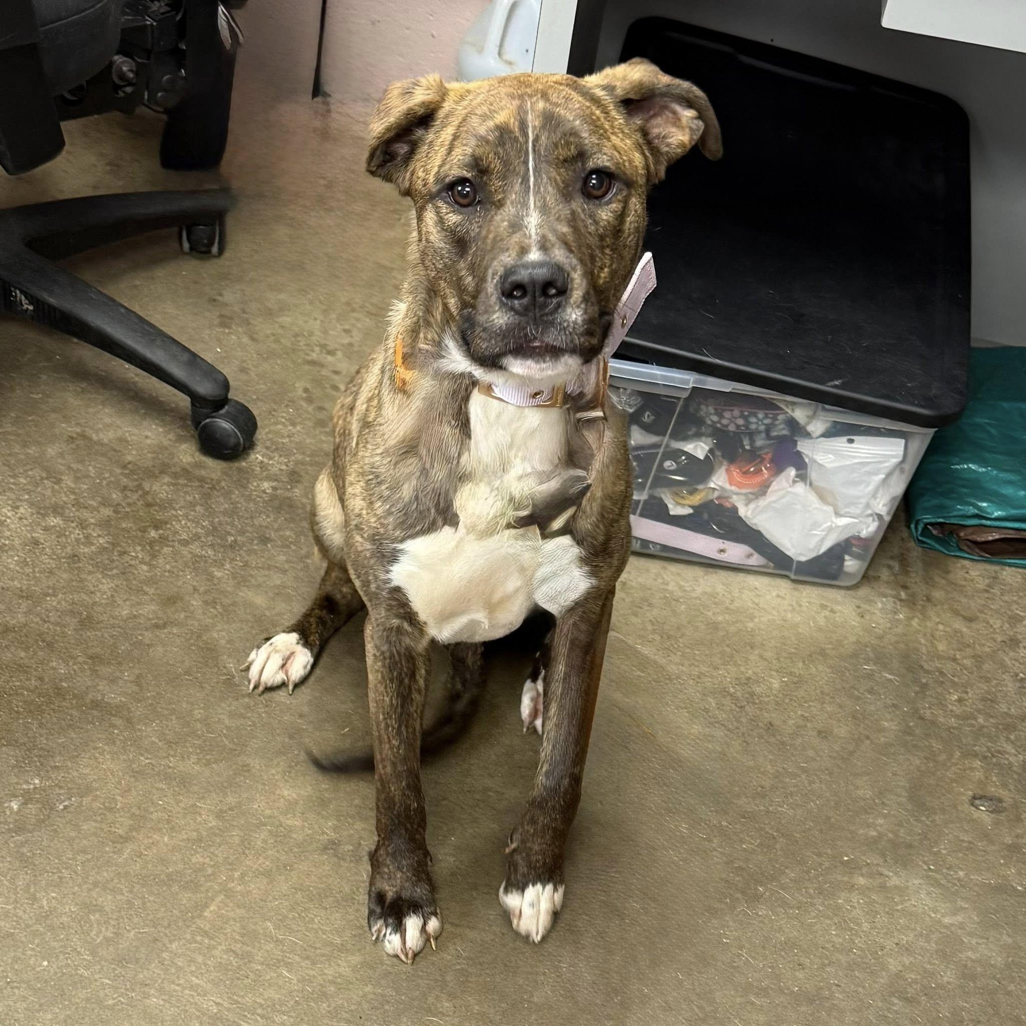 JELLY BEAN, a ADOPTABLE mixed breed in Cadiz, OH image 3/3