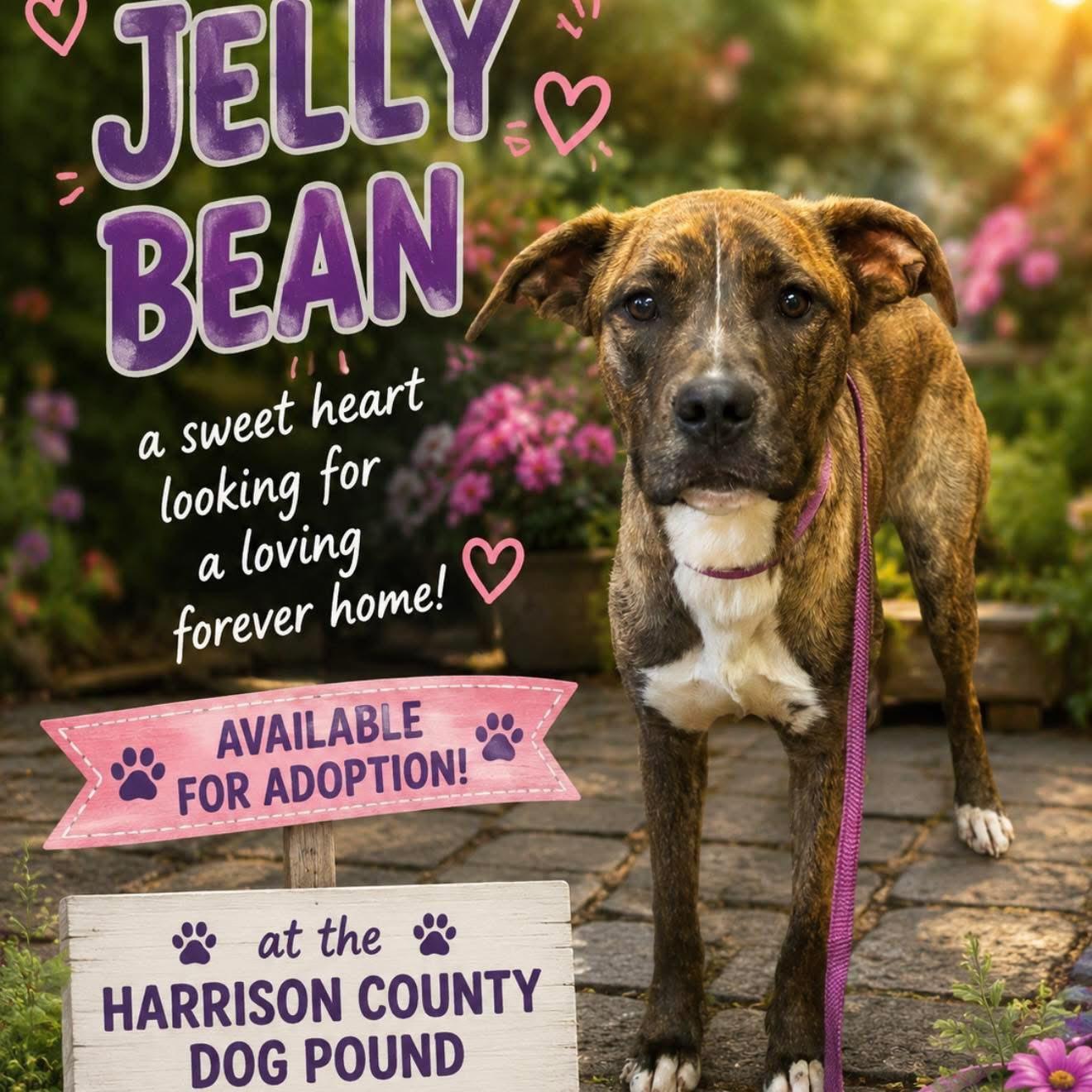 JELLY BEAN, ADOPTABLE, Young Female Pit Bull Terrier.