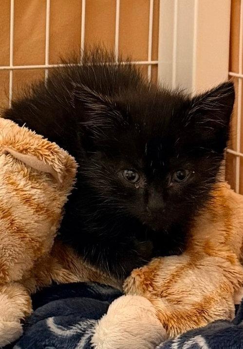 Enlarge Sabrina (Available 9/25/26), a Adoptable Domestic Short Hair in Williamsburg, IA image 1/1