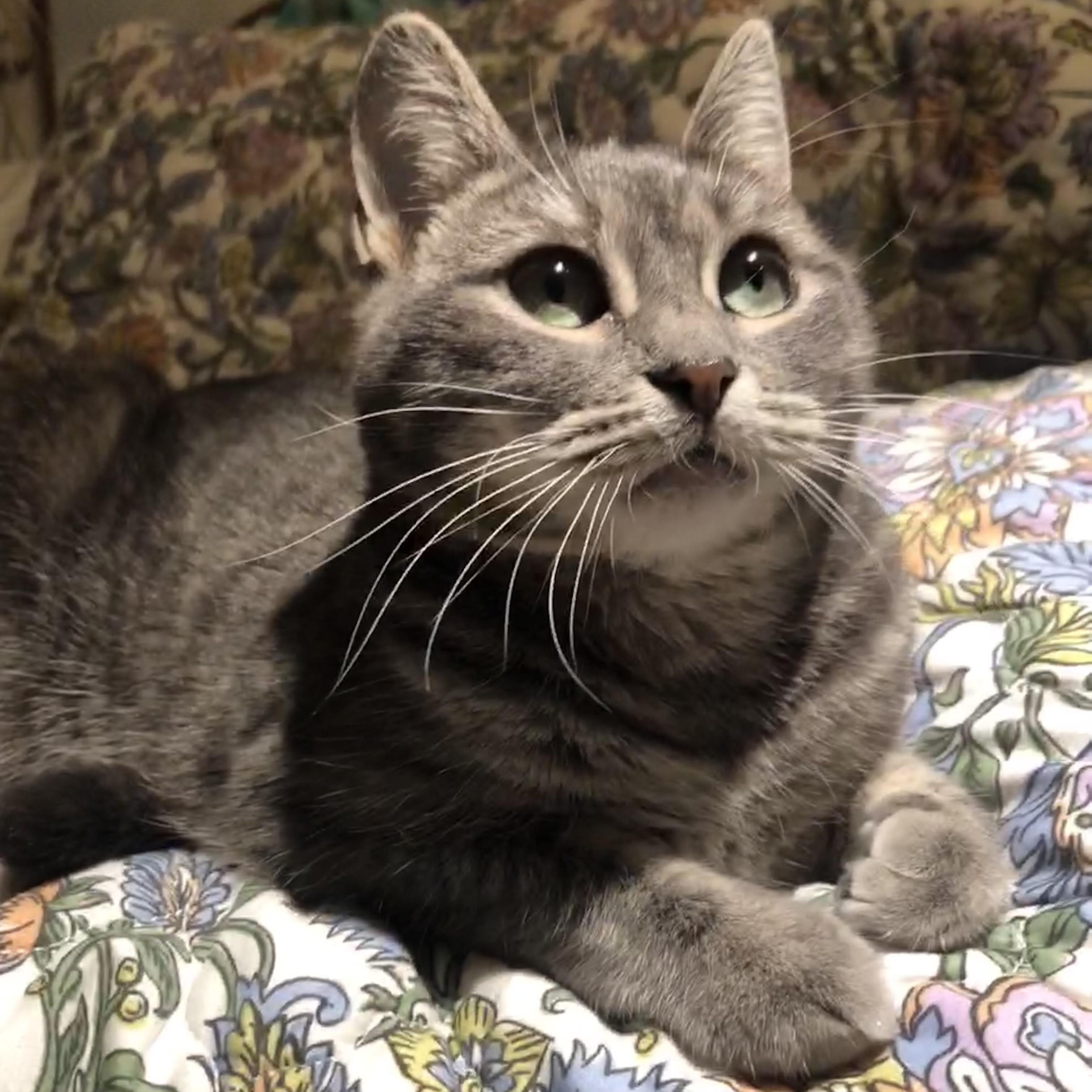 Zoey Domestic Short Hair Cat